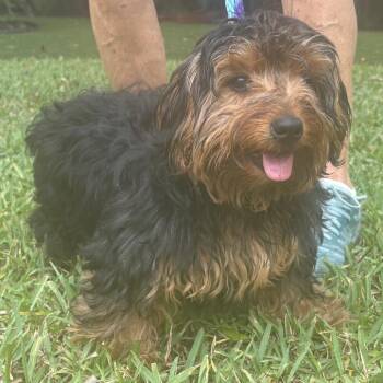 Brownie 5019 -  Yorkshire Terrier Dog for Adoption in Loxahatchee Groves, Florida - Brownie 5019 | PetCurious