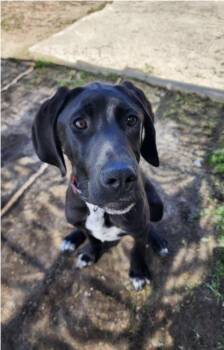 CODY (FOSTER OR FOSTER TO ADOPT) -  Mixed Breed Dog for Adoption in Ajax, Ontario - CODY (FOSTER OR FOSTER TO ADOPT) | PetCurious