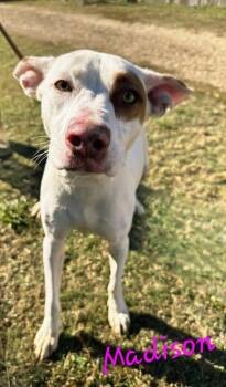 Madison -  American Staffordshire Terrier and Labrador Retriever Dog for Adoption in Jackson, Mississippi - Madison | PetCurious