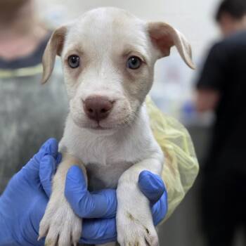 Daisy -  Border Collie and Mixed Breed Dog for Adoption in Incline Village, Nevada - Daisy | PetCurious