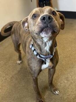 Melba -  Pit Bull Terrier Dog for Adoption in Cleveland, Ohio - Melba | PetCurious