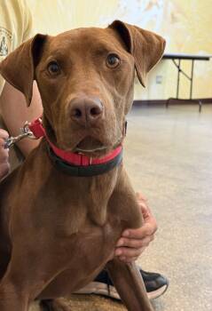 Bowser -  Doberman Pinscher Dog for Adoption in Reading, Vermont - Bowser | PetCurious