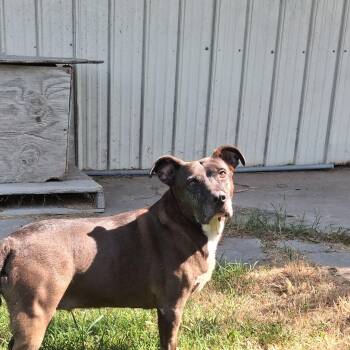 Bella -  Pit Bull Terrier Dog for Adoption in Newport, Arkansas - Bella | PetCurious