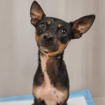 Milton -  Mixed Breed Dog for Adoption in Sarasota, Florida - Milton | PetCurious