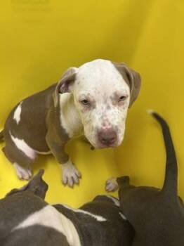 James -  Mixed Breed Dog for Adoption in Wichita, Kansas - James | PetCurious