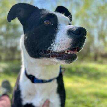 Border Collie Dogs Available for Adoption in Grand Rapids, Michigan - Sutton | PetCurious
