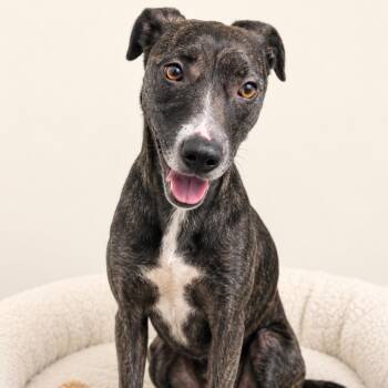 Zara -  Pit Bull Terrier Dog for Adoption in Redwood Falls, Minnesota - Zara | PetCurious