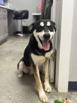 Husky Dogs Available for Adoption - Titan | PetCurious