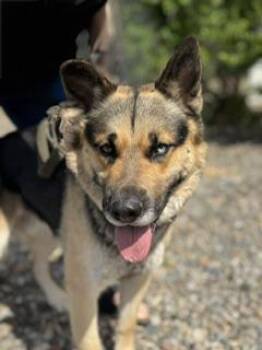 Cummins -  German Shepherd Dog Dog Available for Adoption in Yakima, Washington - Cummins | PetCurious