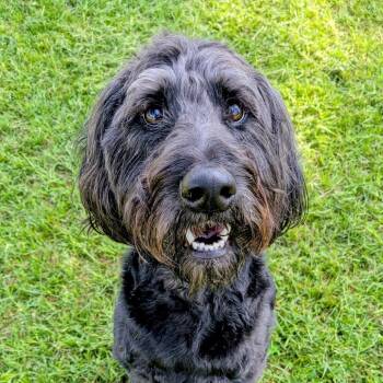 Schnauzer and Mixed Breed Dogs Available for Adoption in Houston, Texas - Boots Wayne | PetCurious