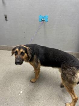 MOSEBY -  German Shepherd Dog Dog for Adoption in Las Vegas, Nevada - MOSEBY | PetCurious