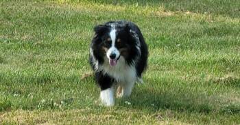 0959 Maisey -  Australian Shepherd Dog for Adoption in Ringwood, Illinois - 0959 Maisey | PetCurious