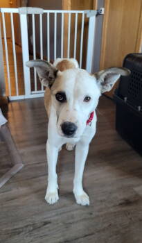 Rescue Pit Bull Terrier Dogs for Adoption in Saint Paul, Minnesota - Northern Lights Litter- Momma | PetCurious