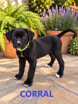 Corral -  Retriever and Terrier Dog for Adoption in Longview, Texas - Corral | PetCurious