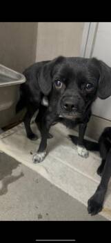 Rescue Pug Dogs for Adoption in Copiague, New York - Tahoe | PetCurious