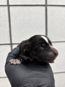 pup 1 -  Mixed Breed Dog for Adoption in El Paso, Texas - Pup 1 | PetCurious