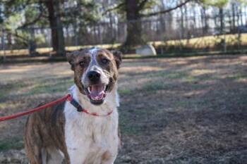 Plott Hound and Mixed Breed Dogs Available for Adoption in Paducah, Kentucky - Costello | PetCurious