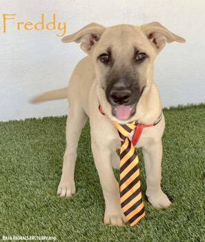 Freddy -  Black Mouth Cur Dog for Adoption in San Diego, California - Freddy | PetCurious