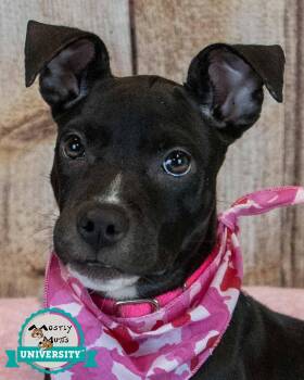 AnneMarie -  Boxer and Bulldog Dog for Adoption in Kennesaw, Georgia - AnneMarie | PetCurious