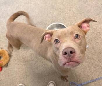 Pit Bull Terrier Dogs Available for Adoption - Prue | PetCurious