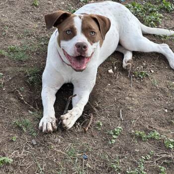 American Staffordshire Terrier Dogs Available for Adoption in Mico, Texas - Helga | PetCurious