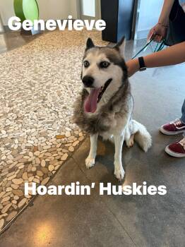 Siberian Husky Dogs Available for Adoption in Sumter, South Carolina - Genevieve | PetCurious