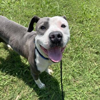 Dantes -  Mixed Breed Dog for Adoption in Chattanooga, Tennessee - Dantes | PetCurious