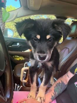 Australian Shepherd Dogs Available for Adoption in Glocester, Rhode Island - Paisley | PetCurious