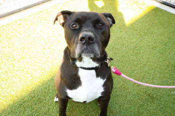 Rescue Mixed Breed Dogs for Adoption in West Chester, Pennsylvania - Pete | PetCurious