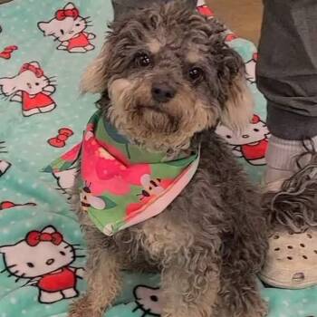 Penelope -  Poodle Dog for Adoption in Woolwich, Maine - Penelope | PetCurious