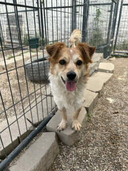 Rescue Brittany Spaniel and Pomeranian Dogs for Adoption in Mukwonago, Wisconsin - Papaya Goya | PetCurious