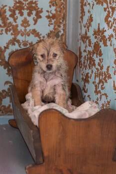 Husky and Miniature Poodle Dogs Available for Adoption in Whitestown, Indiana - Colby | PetCurious