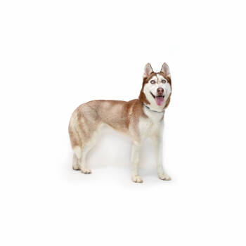 Rescue Husky Dogs for Adoption in Los Angeles, California - Xena | PetCurious