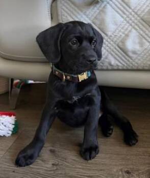 MONOS -  Cocker Spaniel Dog for Adoption in Miami, Florida - MONOS | PetCurious