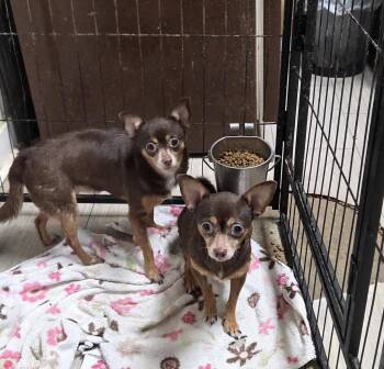 SHORTY and BEASTY -  Chihuahua Dog for Adoption in Chicopee, Massachusetts - SHORTY And BEASTY | PetCurious