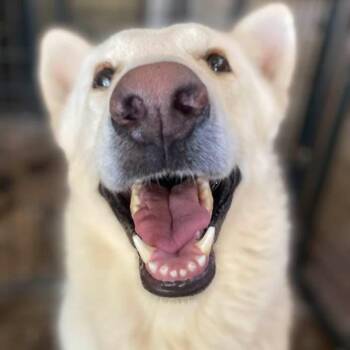 German Shepherd Dog and Great Pyrenees Dogs Available for Adoption - Ludwig PC | PetCurious