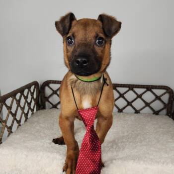 Pit Bull Terrier Dogs Available for Adoption in Fort Wayne, Indiana - Shoulders | PetCurious