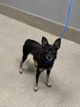 A1429711 -  Chihuahua and Mixed Breed Dog for Adoption in Las Vegas, Nevada - A1429711 | PetCurious