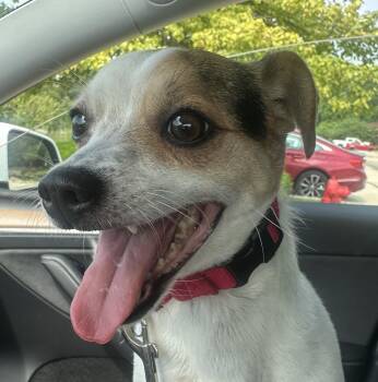 Alfie -  Jack Russell Terrier Dog for Adoption - Alfie | PetCurious