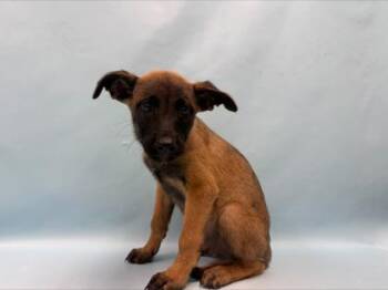 Jerry -  German Shepherd Dog and Mixed Breed Dog for Adoption in Minneapolis, Minnesota - Jerry | PetCurious