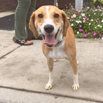Carmella -  Beagle Dog for Adoption in Fairfax Station, Virginia - Carmella | PetCurious