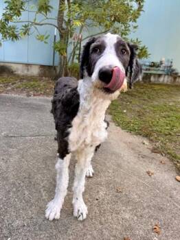 Joe -  Standard Poodle and Labrador Retriever Dog for Adoption in New Orleans, Louisiana - Joe | PetCurious