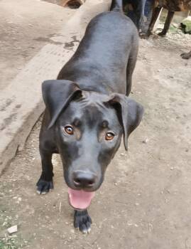 Rescue Labrador Retriever and Mountain Cur Dogs for Adoption in Manchester, Connecticut - Ranger 1 | PetCurious