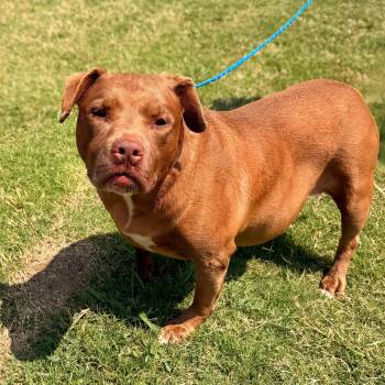 Shades -  Pit Bull Terrier Dog for Adoption in New York, New York - Shades | PetCurious