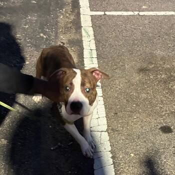 Fancy -  Mixed Breed Dog for Adoption in Philadelphia, Pennsylvania - Fancy | PetCurious