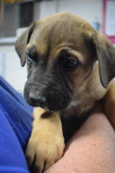 American Bulldog and Mixed Breed Dogs Available for Adoption - Bruiser  (Cina P7) | PetCurious