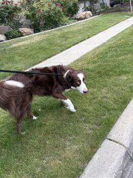 SAVVY STEIN -  Border Collie Dog for Adoption in West Valley City, Utah - SAVVY STEIN | PetCurious
