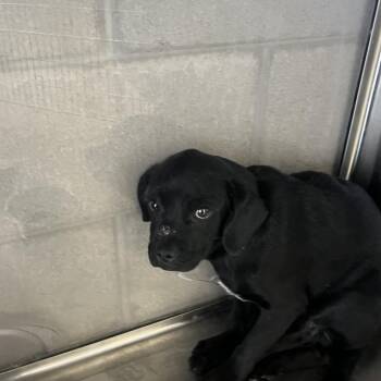 Buddy -  Terrier Dog for Adoption in Yuma, Arizona - Buddy | PetCurious