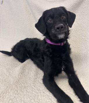 Terrier Dogs Available for Adoption - Emmalou | PetCurious