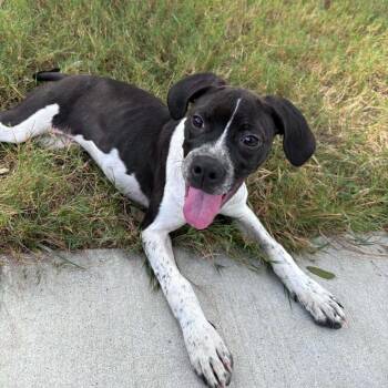 Libby -  German Shorthaired Pointer and Mixed Breed Dog for Adoption in Waco, Texas - Libby | PetCurious